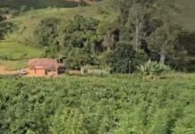 Polícia Militar localiza vasta plantação de maconha e apreende armas de fogo na zona rural de Fervedouro