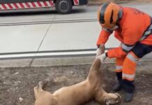 Tragédia na BR-381: onça-parda é encontrada morta após atropelamento em Jaguaraçu