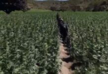 Polícia Civil encontra plantação com cerca de 40 mil pés de maconha no Vale do Jequitinhonha